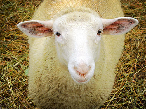 Don’t hire a Sheep – Hire a Counselor at Law