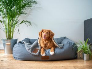 How to Include Pets in Your Estate Plan in Washington State
