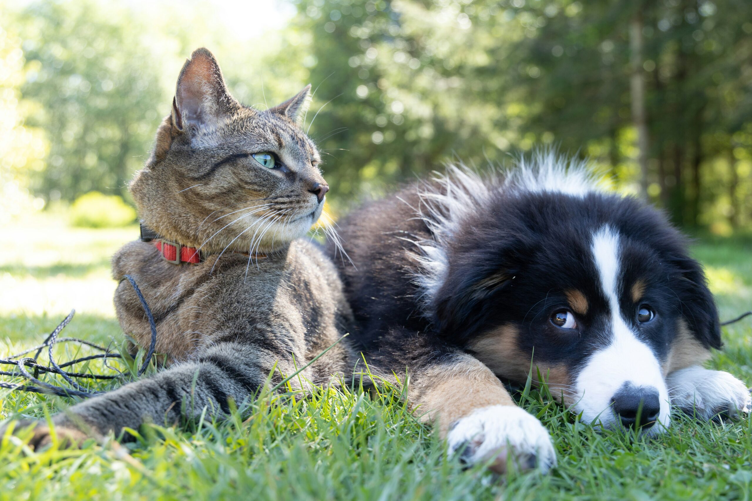 Is Pet Abuse by Your Ex Domestic Violence?